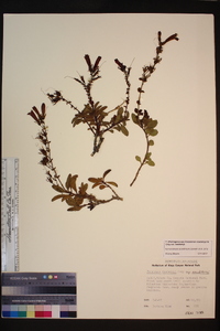 Penstemon newberryi image